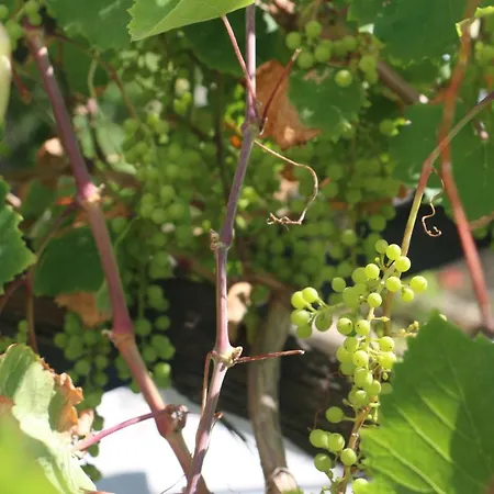 Urga Butik & Restaurant Hotel *